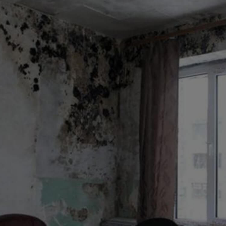 Запах сырости