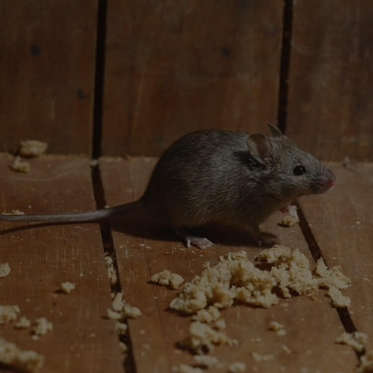 Уничтожение  мышей